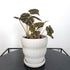 Lene Kuhl Ceramics Planters - Wave - Plantsmith | Indoor Plants Melbourne